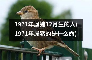 1971年属猪12月生的人(1971年属猪的是什么命)