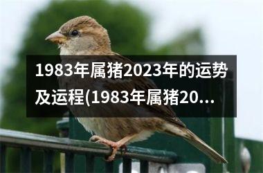 1983年属猪2025年的运势及运程(1983年属猪2025年运势)