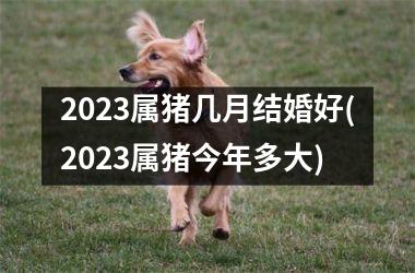 2025属猪几月结婚好(2025属猪今年多大)
