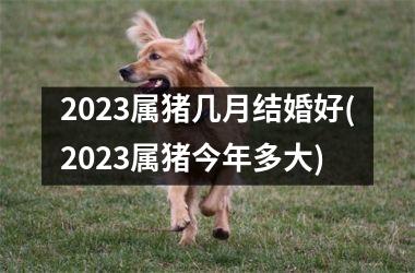 2023属猪几月结婚好(2023属猪今年多大)