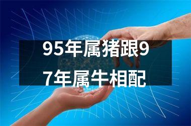 95年属猪跟97年属牛相配