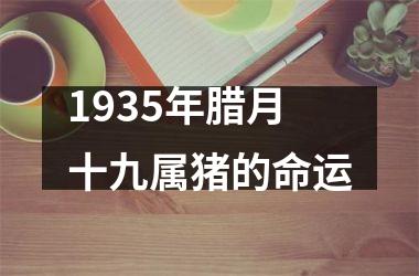 1935年腊月十九属猪的命运