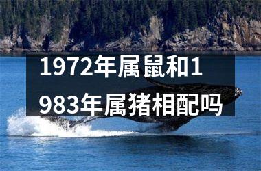 1972年属鼠和1983年属猪相配吗