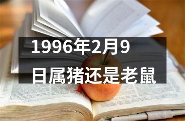 1996年2月9日属猪还是老鼠