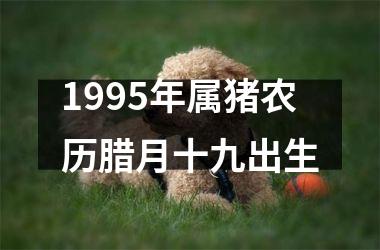 1995年属猪农历腊月十九出生