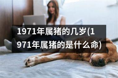 1971年属猪的几岁(1971年属猪的是什么命)