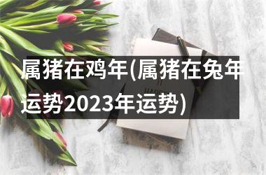 属猪在鸡年(属猪在兔年运势2023年运势)