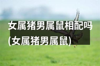 女属猪男属鼠相配吗(女属猪男属鼠)