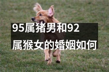 95属猪男和92属猴女的婚姻如何
