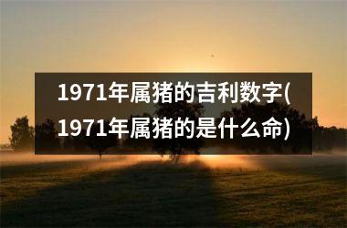 1971年属猪的吉利数字(1971年属猪的是什么命)