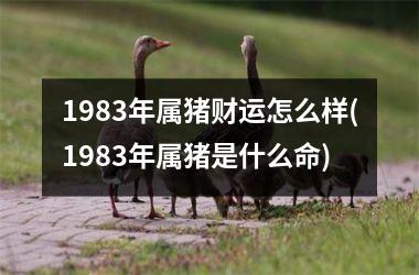 <h3>1983年属猪财运怎么样(1983年属猪是什么命)