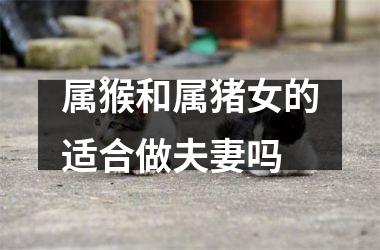 属猴和属猪女的适合做夫妻吗