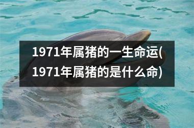 1971年属猪的一生命运(1971年属猪的是什么命)