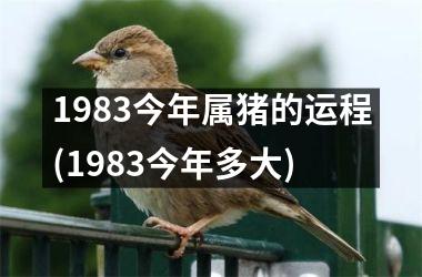 1983今年属猪的运程(1983今年多大)