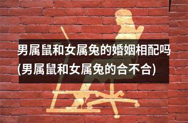男属鼠和女属兔的婚姻相配吗(男属鼠和女属兔的合不合)