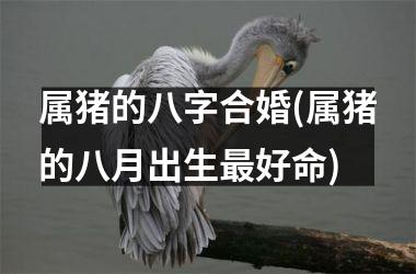 <h3>属猪的八字合婚(属猪的八月出生好命)
