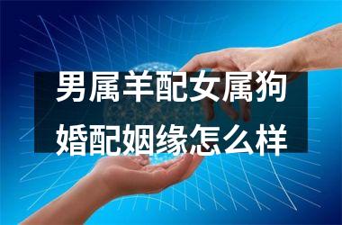男属羊配女属狗婚配姻缘怎么样