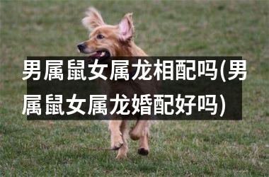 男属鼠女属龙相配吗(男属鼠女属龙婚配好吗)