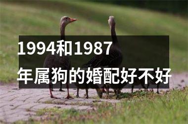 <h3>1994和1987年属狗的婚配好不好