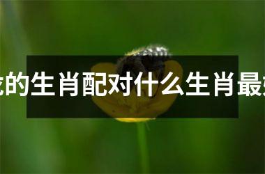 龙的生肖配对什么生肖好