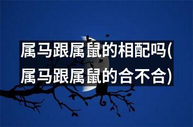 <h3>属马跟属鼠的相配吗(属马跟属鼠的合不合)
