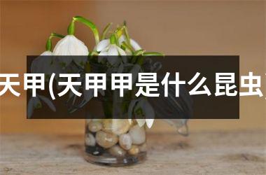 <h3>天甲(天甲甲是什么昆虫)