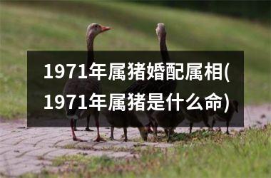 <h3>1971年属猪婚配属相(1971年属猪是什么命)