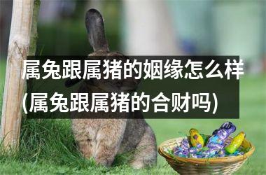 <h3>属兔跟属猪的姻缘怎么样(属兔跟属猪的合财吗)