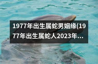 <h3>1977年出生属蛇男姻缘(1977年出生属蛇人2025年运势)