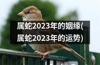 属蛇2023年的姻缘(属蛇2023年的运势)