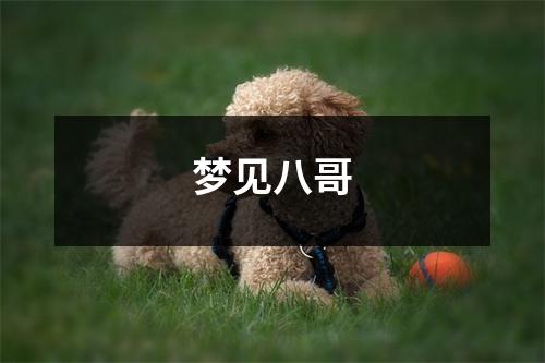 <h3>梦见八哥