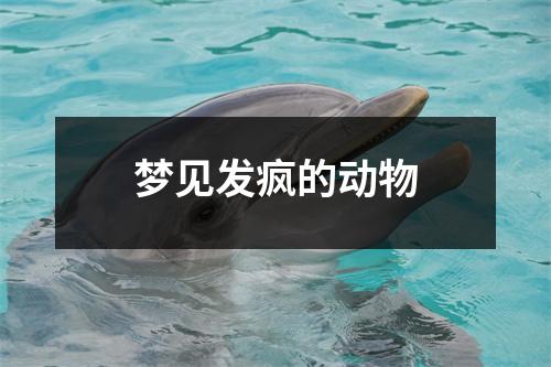 梦见发疯的动物