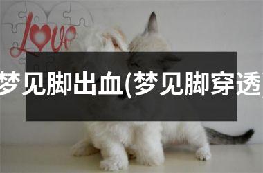 <h3>梦见脚出血(梦见脚穿透)