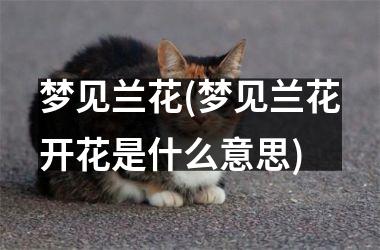 <h3>梦见兰花(梦见兰花开花是什么意思)