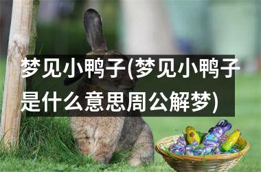 梦见小鸭子(梦见小鸭子是什么意思周公解梦)