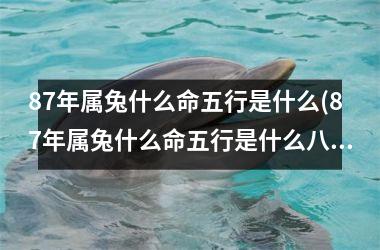 <h3>87年属兔什么命五行是什么(87年属兔什么命五行是什么八卦)