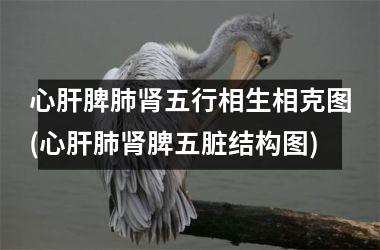 <h3>心肝脾肺肾五行相生相克图(心肝肺肾脾五脏结构图)