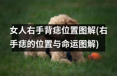 女人右手背痣位置图解(右手痣的位置与命运图解)