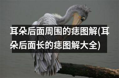 耳朵后面周围的痣图解(耳朵后面长的痣图解大全)