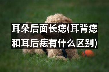 <h3>耳朵后面长痣(耳背痣和耳后痣有什么区别)