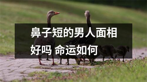 鼻子短的男人面相好吗命运如何