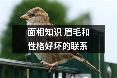 面相知识眉毛和性格好坏的联系