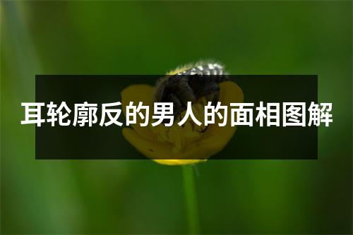 耳轮廓反的男人的面相图解