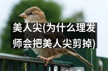 <h3>美人尖(为什么理发师会把美人尖剪掉)