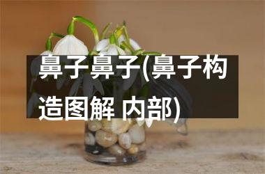 <h3>鼻子鼻子(鼻子构造图解 内部)