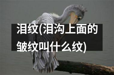 泪纹(泪沟上面的皱纹叫什么纹)