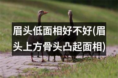 <h3>眉头低面相好不好(眉头上方骨头凸起面相)