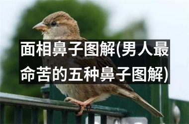 面相鼻子图解(男人最命苦的五种鼻子图解)