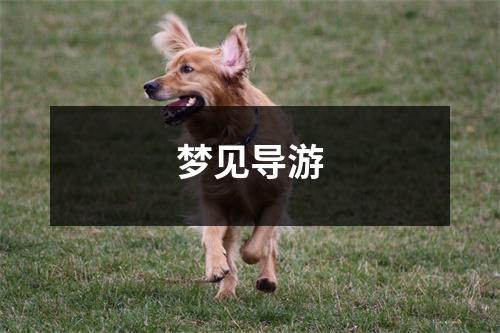 <h3>梦见导游