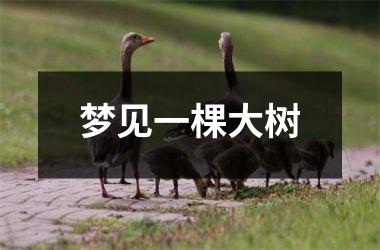 <h3>梦见一棵大树